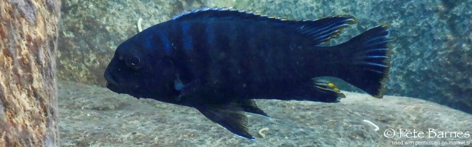 Petrotilapia sp. 'likoma barred' Maingano Island