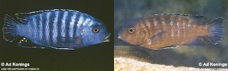 Petrotilapia sp. &#39;likoma barred&#39;
