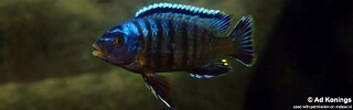 Petrotilapia sp. &#39;likoma barred&#39; Taiwanee Reef