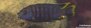 Petrotilapia sp. &#39;nigra tanzania&#39; Lundu