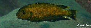 Petrotilapia sp. &#39;nigra tanzania&#39; Ngwasi