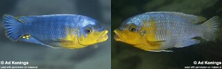Petrotilapia sp. &#39;yellow chin&#39;