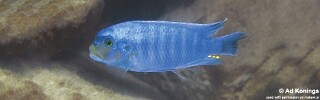Petrotilapia sp. &#39;yellow chin&#39; Chiloelo
