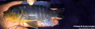 Petrotilapia sp. &#39;yellow chin&#39; Lumessi