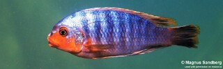 Petrotilapia sp. &#39;yellow chin&#39; Mbenji Island