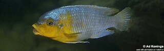 Petrotilapia sp. &#39;yellow chin&#39; Nakantenga Island