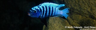 Petrotilapia sp. &#39;zebra lillie&#39;