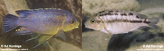 Petrotilapia sp. 'fuscous' Maleri Island.jpg