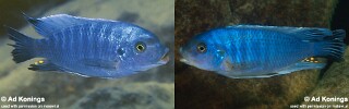 Petrotilapia tridentiger