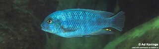 Petrotilapia tridentiger &#39;Nkhata Bay&#39;