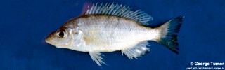 Placidochromis acuticeps