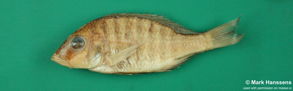 Placidochromis argyrogaster 'Chilola Bay'