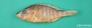 Placidochromis boops