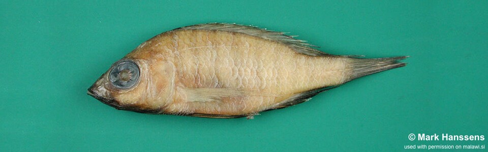 Placidochromis ecclesi 'South East Arm'