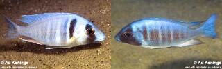 Placidochromis electra