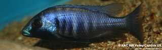 Placidochromis electra &#39;Chiofu&#39;