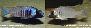 Placidochromis electra &#39;Fort Maguire&#39;