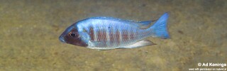 Placidochromis electra &#39;Gome&#39;