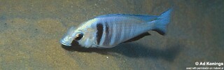Placidochromis electra &#39;Likoma Island&#39;