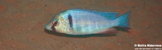 Placidochromis electra &#39;Maingano Island&#39;