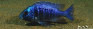 Placidochromis electra &#39;Malopa&#39;