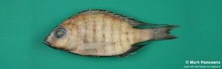 Placidochromis intermedius