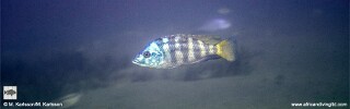 Placidochromis johnstoni &#39;Metangula&#39;