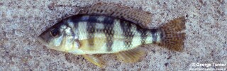 Placidochromis johnstoni &#39;Monkey Bay&#39;