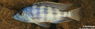Placidochromis johnstoni (unknown locality)