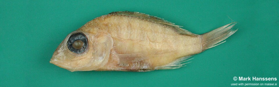 Placidochromis macroceps