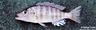 Placidochromis macrognathus