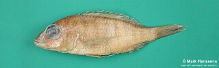 Placidochromis mbunoides