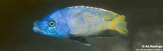 Placidochromis milomo &#39;Chinyamwezi Island&#39;