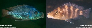 Placidochromis milomo &#39;Nakantenga Island&#39;