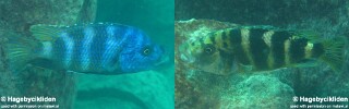 Placidochromis milomo &#39;Thumbi West Island&#39;