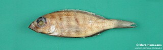 Placidochromis minor