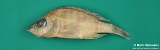 Placidochromis minutus