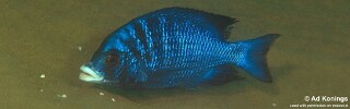 Placidochromis phenochilus &#39;Mdoka Reef&#39;