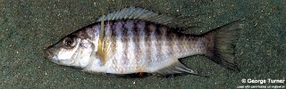 Placidochromis polli &#39;Domira Bay&#39;
