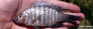 Placidochromis polli &#39;Monkey Bay&#39;