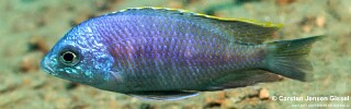 Placidochromis sp. &#39;blue otter&#39; Domwe Island