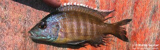 Placidochromis sp. &#39;blue-head piper&#39;