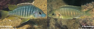 Placidochromis sp. &#39;chinyankwazi&#39;
