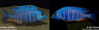 Placidochromis sp. &#39;electra blue&#39;
