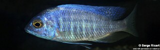 Placidochromis sp. &#39;electra boadzulu&#39;
