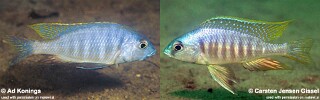Placidochromis sp. &#39;electra mozambique&#39;