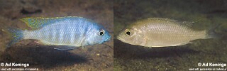 Placidochromis sp. &#39;electra mozambique&#39; Lumessi