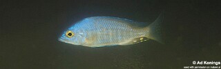 Placidochromis sp. &#39;electra type&#39;