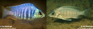 Placidochromis sp. &#39;jalo&#39;