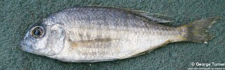Placidochromis sp. &#39;longimanus chirombo&#39;